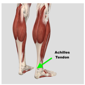 Achilles Tendon Injuries Test 1 Achilles Tendon Testing